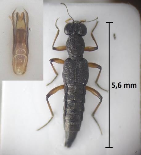 Stenus clavicornis